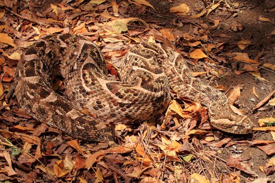 DJWilliams_2014_Bitis-arietans_Kenya