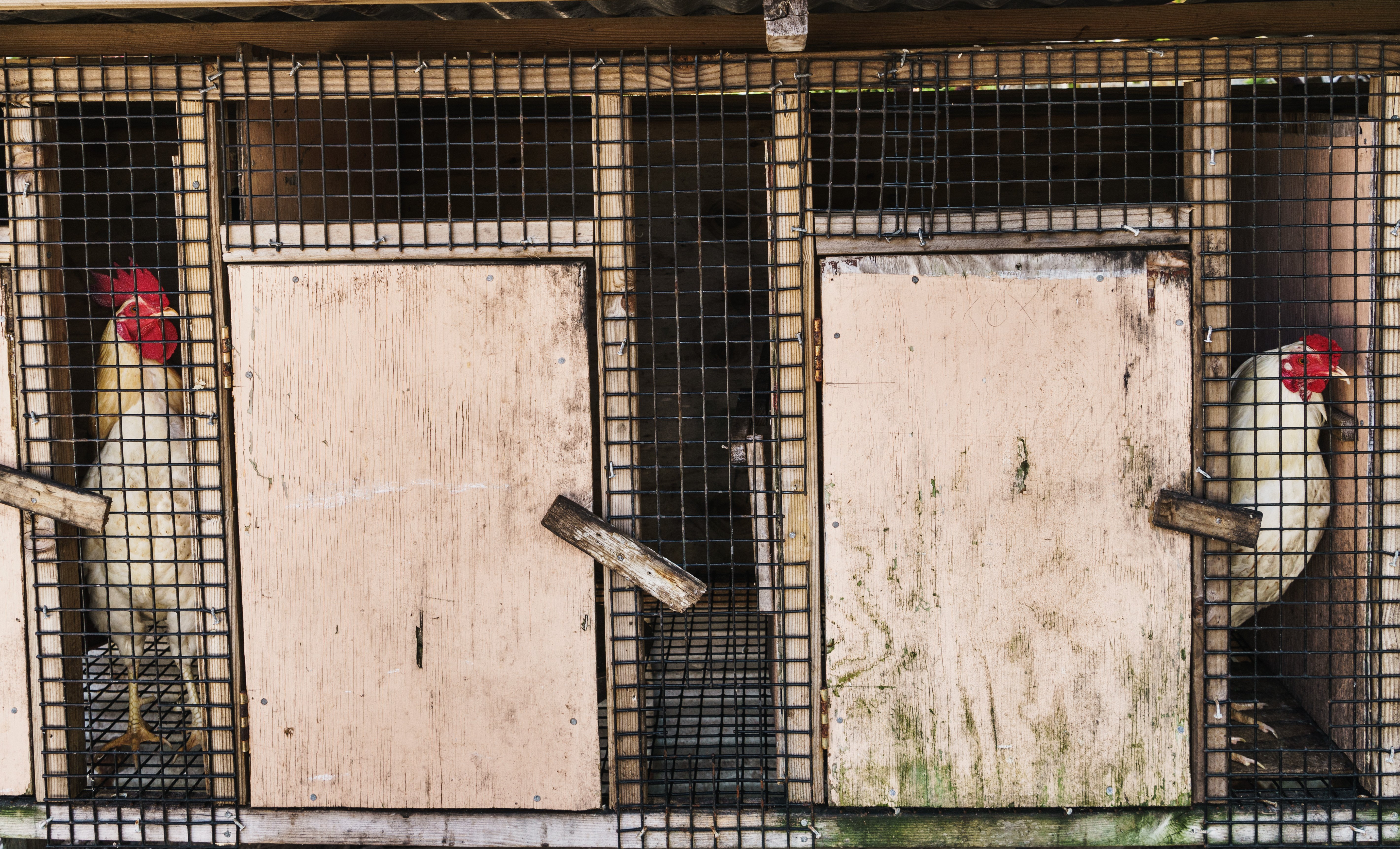 Human infections with avian influenza in China